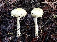 Stropharia ambigua image