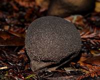 Lycoperdon molle image