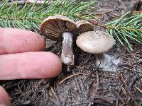 Clitocybe glacialis image