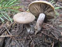 Clitocybe glacialis image