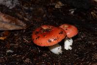 Russula silvicola image