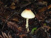 Lepiota magnispora image