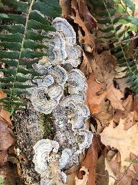 Trametes versicolor image