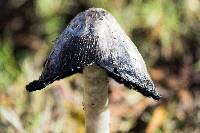 Coprinus comatus image