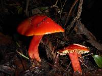 Hygrocybe coccinea image