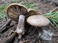 Clitocybe glacialis image