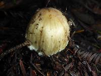 Inocybe sororia image