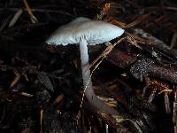 Mycena pura image