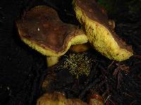 Boletus subtomentosus image