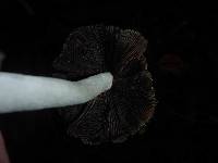 Coprinellus micaceus image