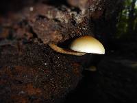 Hypholoma capnoides image