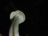 Pseudoclitocybe cyathiformis image