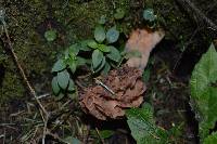 Morchella rufobrunnea image