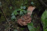 Morchella rufobrunnea image