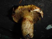 Suillus caerulescens image