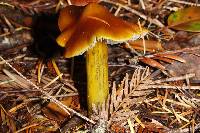 Hygrocybe singeri image