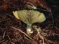 Lactarius rubrilacteus image