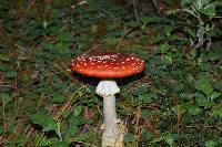 Amanita muscaria image