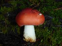 Russula cremoricolor image