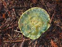 Lactarius rubrilacteus image