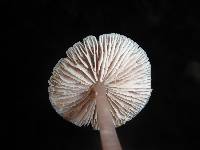 Mycena pura image