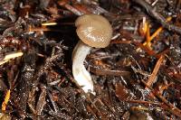 Pseudoclitocybe cyathiformis image