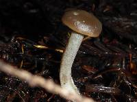 Pseudoclitocybe cyathiformis image