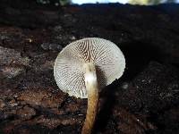 Hypholoma capnoides image