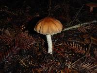 Coprinellus micaceus image