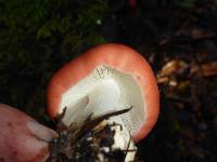 Russula cremoricolor image