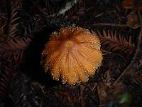 Coprinellus micaceus image