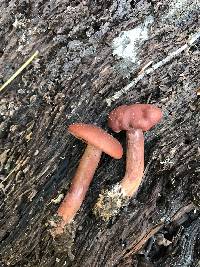 Lactarius rufulus image