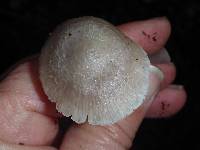 Mycena pura image