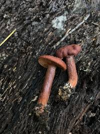 Lactarius rufulus image