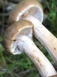 Armillaria sinapina image