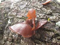 Auricularia auricula-judae image