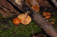 Gymnopilus sapineus image