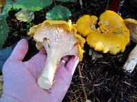 Cantharellus cascadensis image