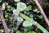 Cladonia fimbriata image