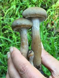 Armillaria sinapina image