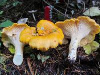 Cantharellus cascadensis image