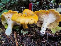 Cantharellus cascadensis image