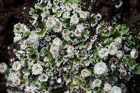 Cladonia fimbriata image