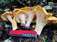 Cantharellus cascadensis image