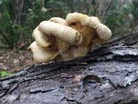 Pleurotus ostreatus image