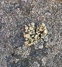 Cladidium bolanderi image