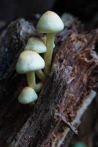 Hypholoma fasciculare image