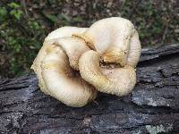 Pleurotus ostreatus image
