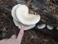 Pleurotus ostreatus image