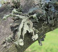 Ramalina complanata image